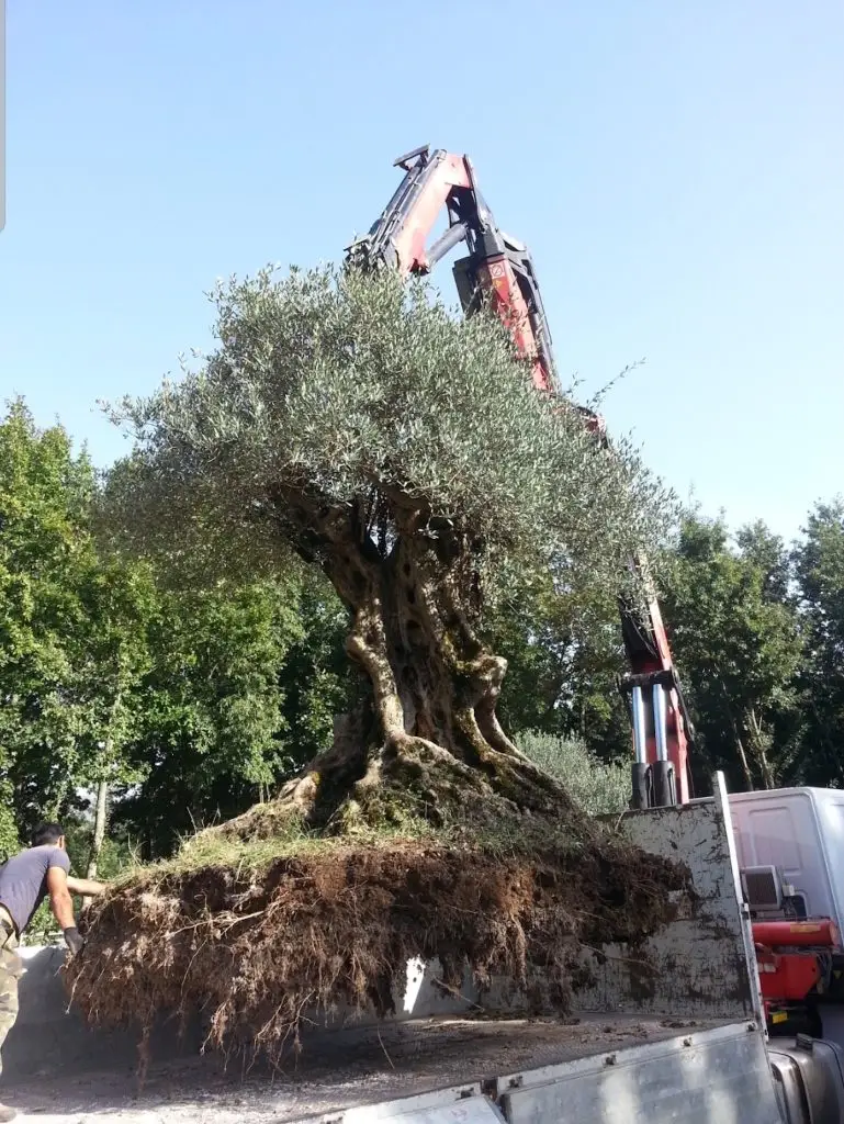 Giardini14