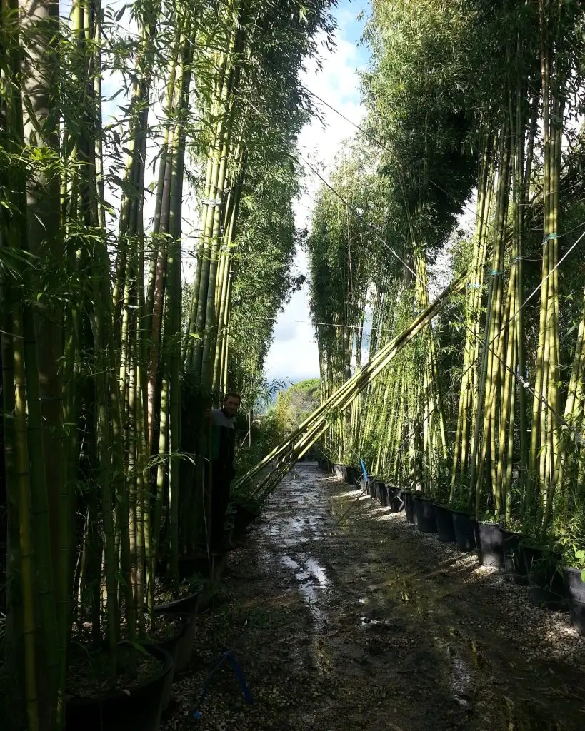 Giardini4