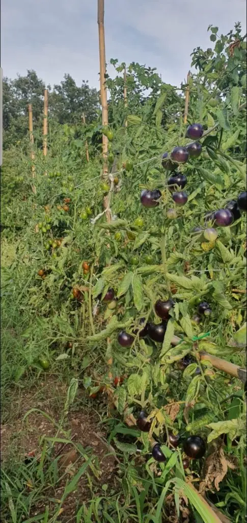 Olio Vino Ortaggi10