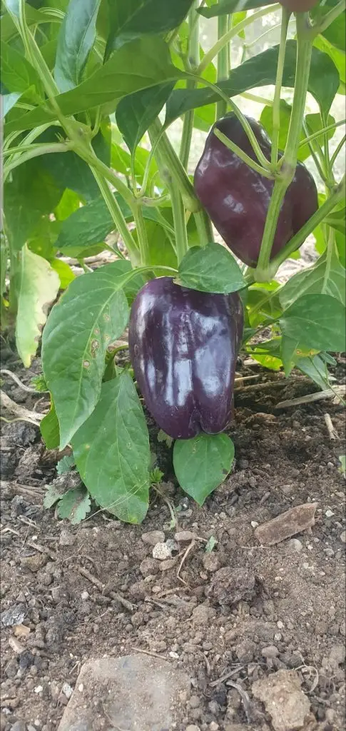 Olio Vino Ortaggi15