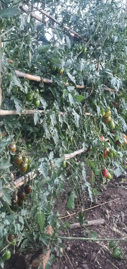Olio Vino Ortaggi16