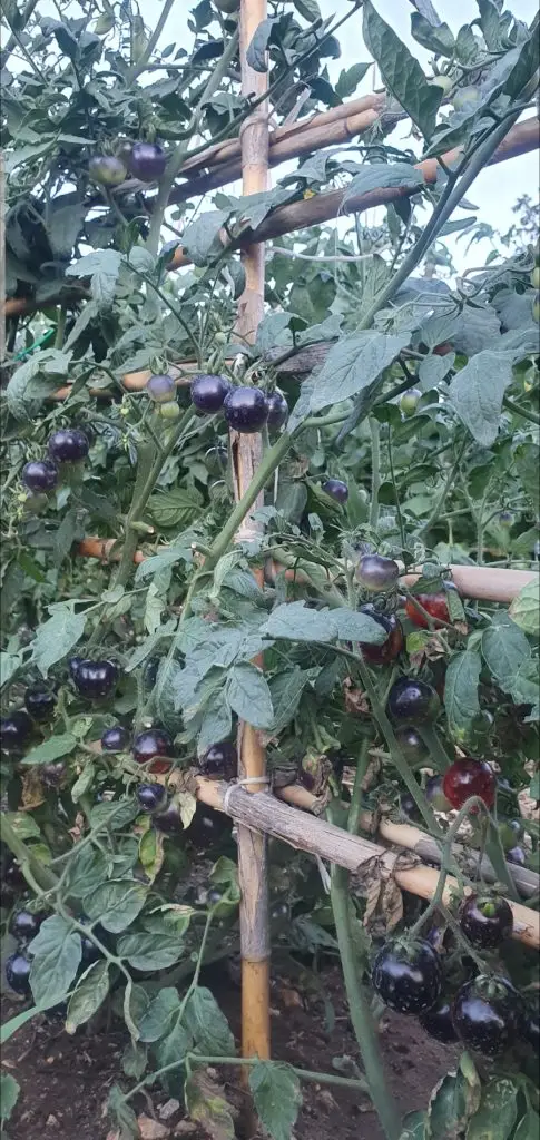 Olio Vino Ortaggi17