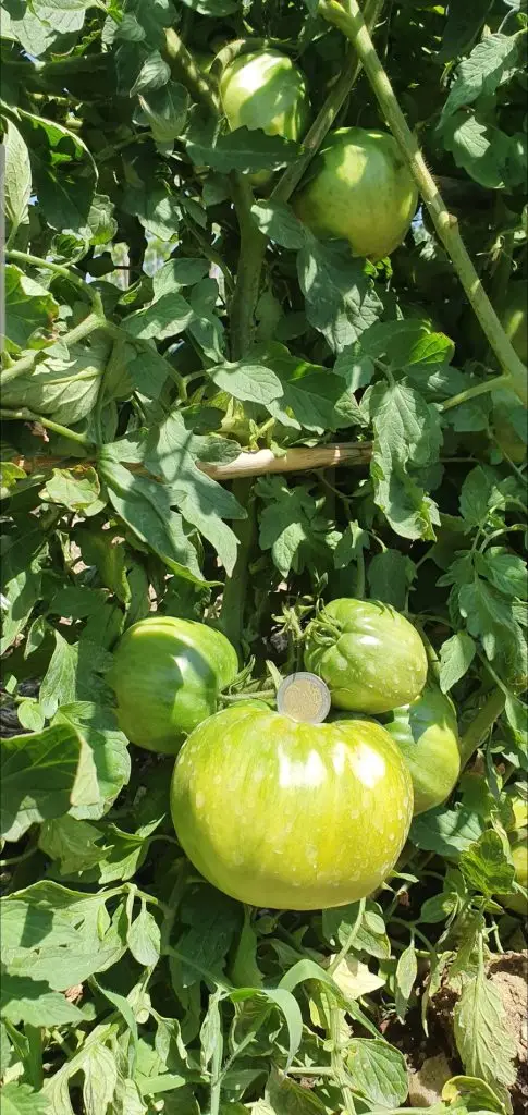 Olio Vino Ortaggi19