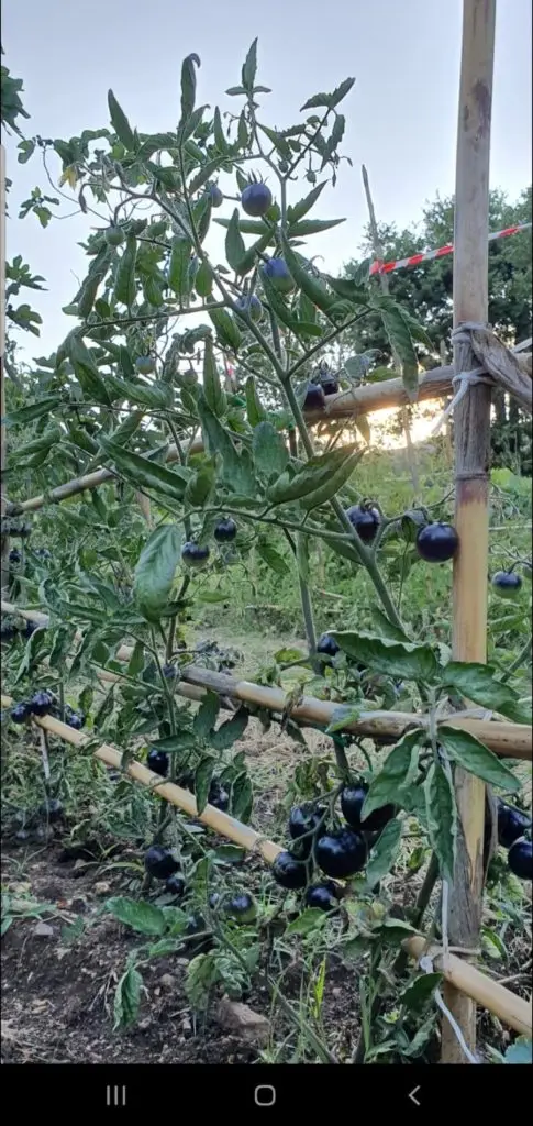 Olio Vino Ortaggi5