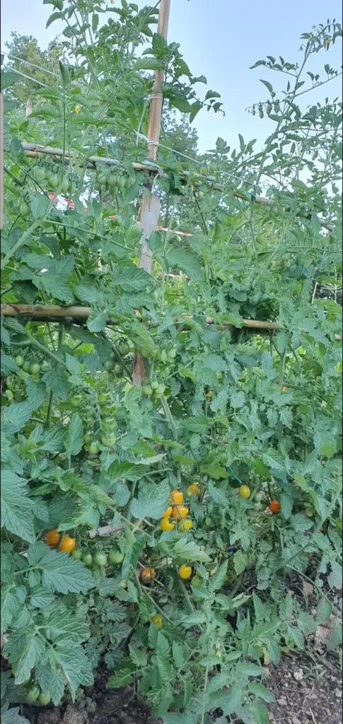 Olio Vino Ortaggi7