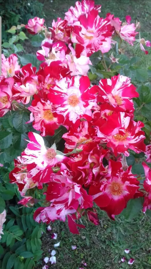 Rose1