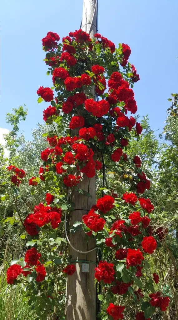 Rose10