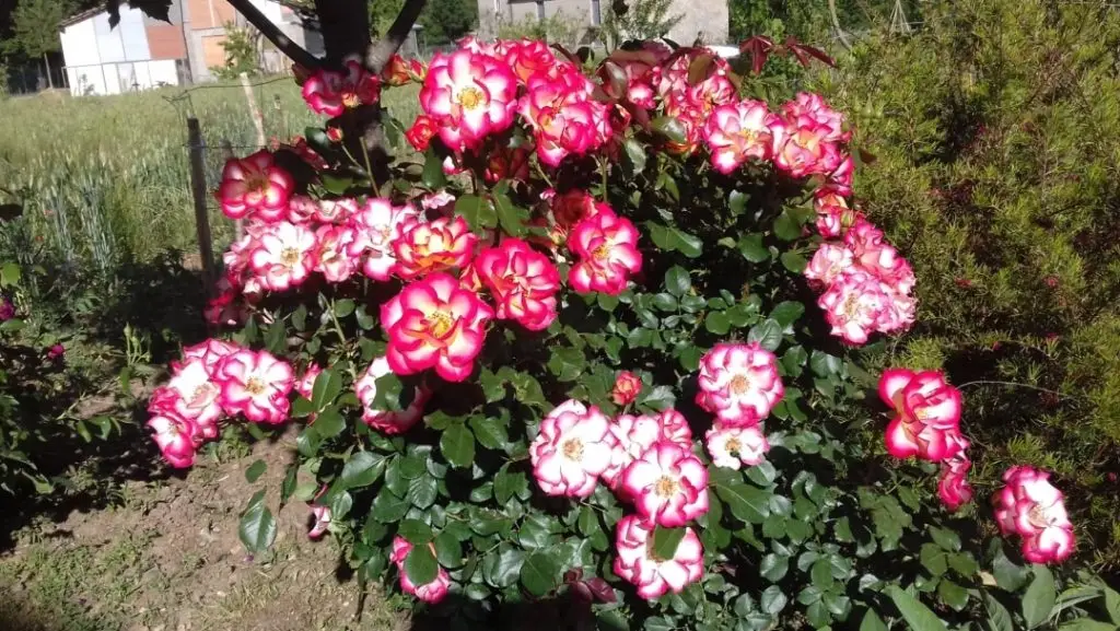 Rose11