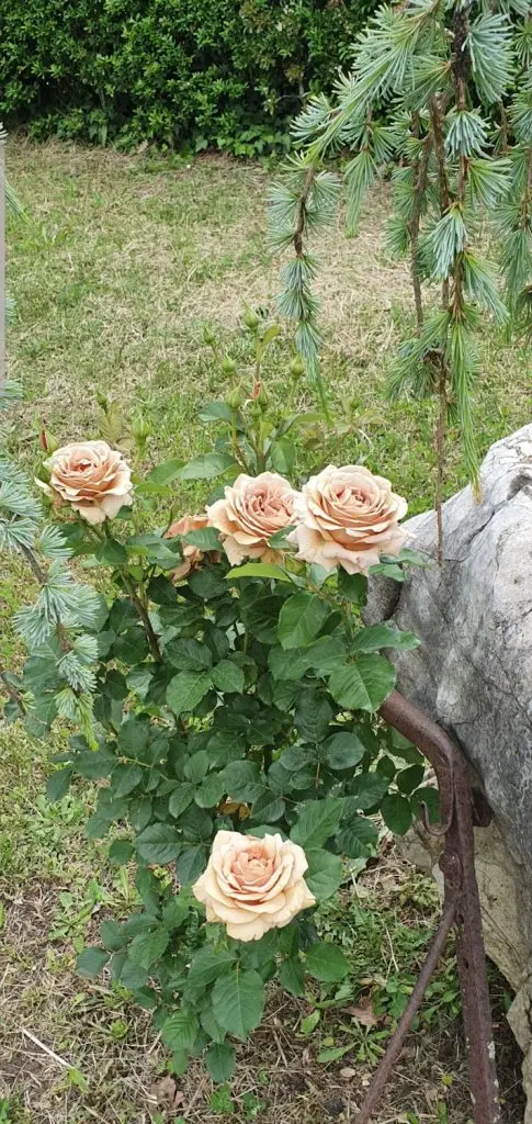 Rose12