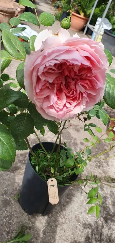 Rose3