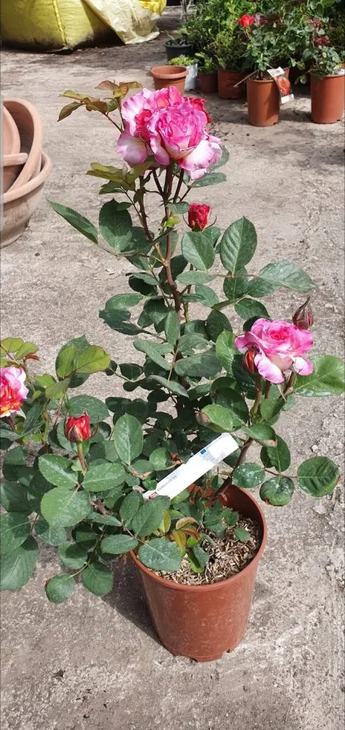 Rose5