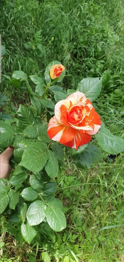 Rose6