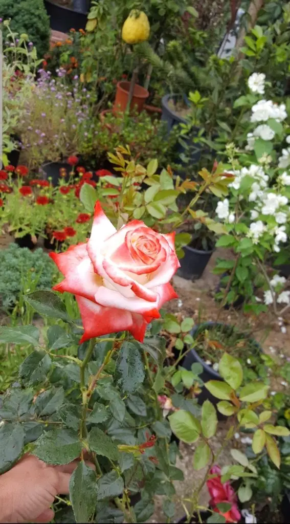 Rose9