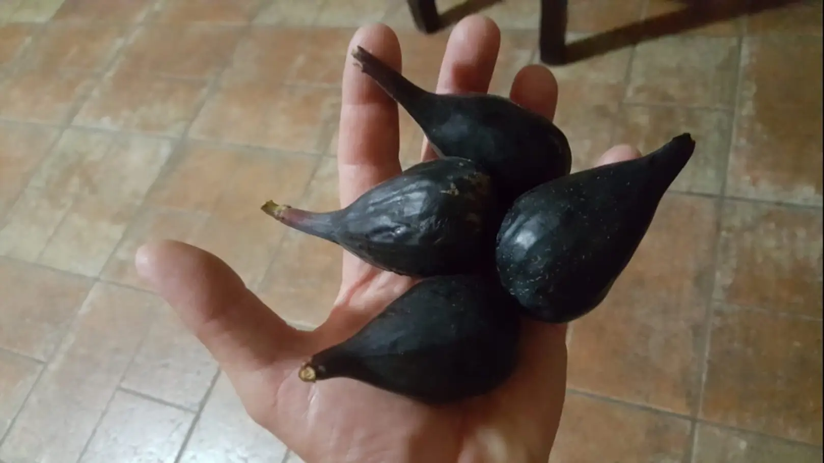Varietà Di Frutti4