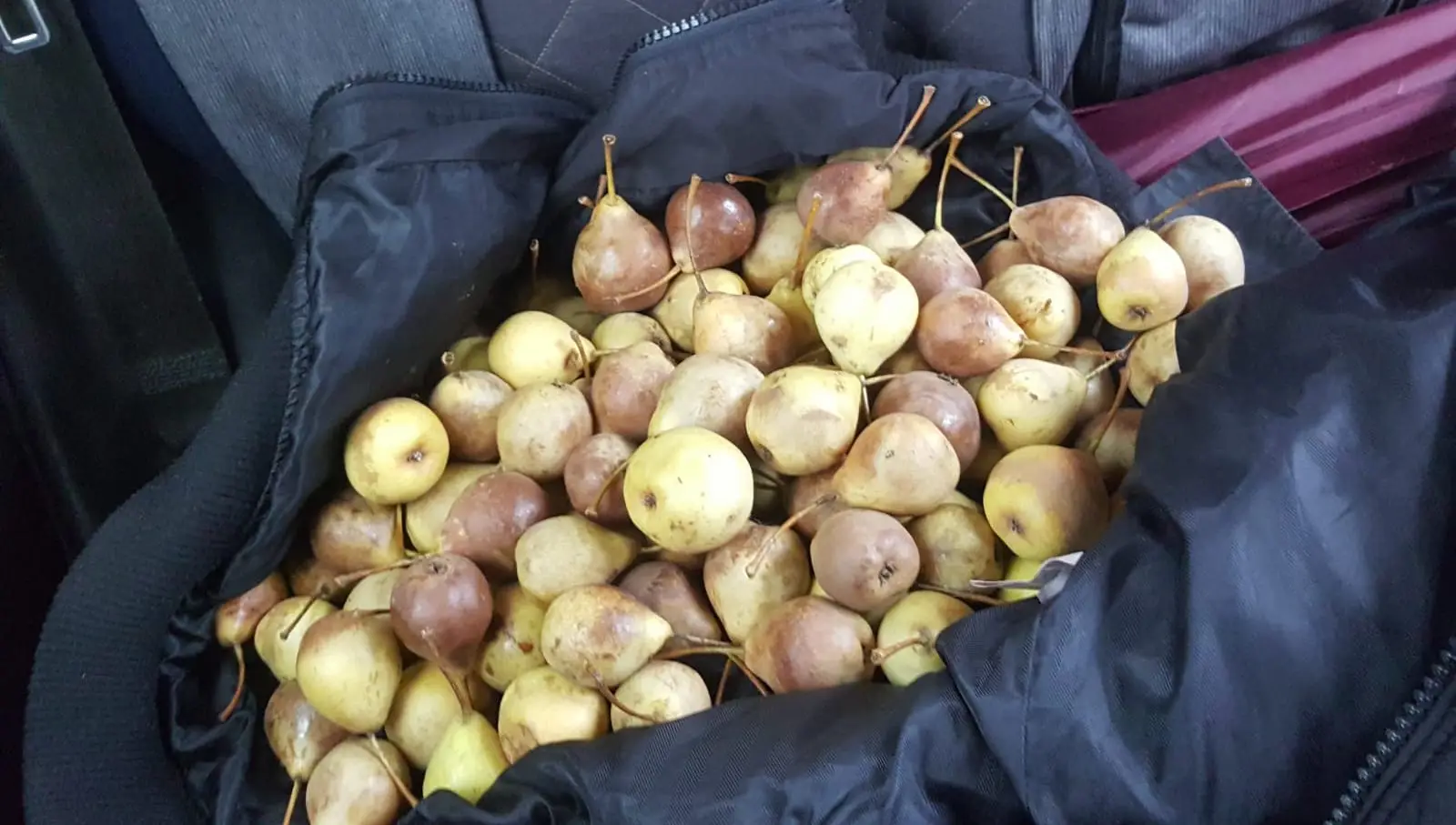 Varietà Di Frutti6