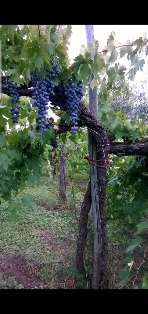 Vitigni4